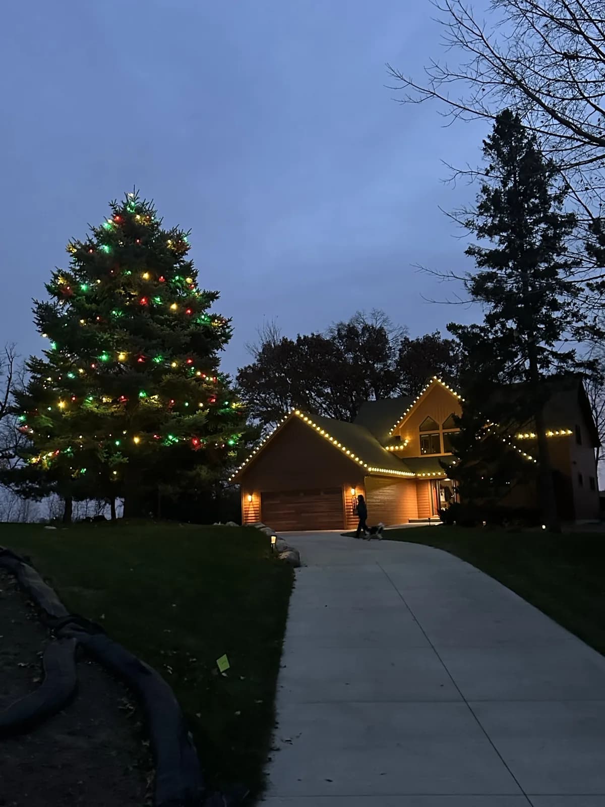 Large pine tree wrapped in red, green and warm white C7 lights on every branch, with warm white roofline lighting across the peaks and gutter line