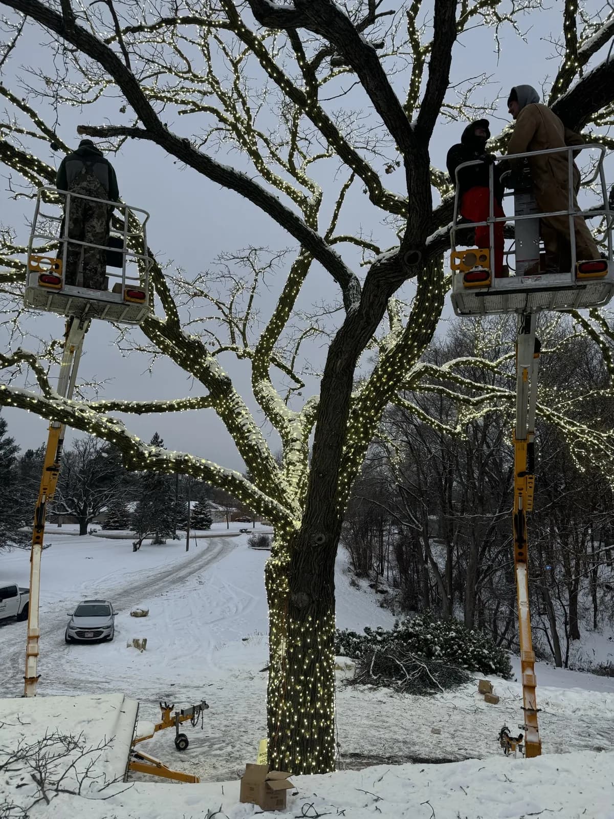 Bloomington Lighted Oak — 40 to 50 foot oak wrapped in white LED mini lights, FCR crew working from two bucket lifts