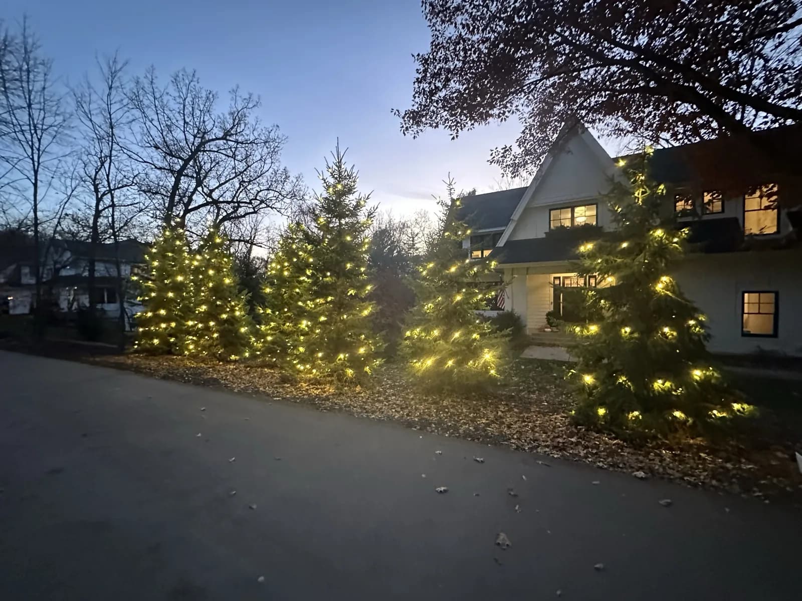 Warm white C7 bulbs at 18-inch spacing wrapped around the branches of four pine trees in front of a white farmhouse