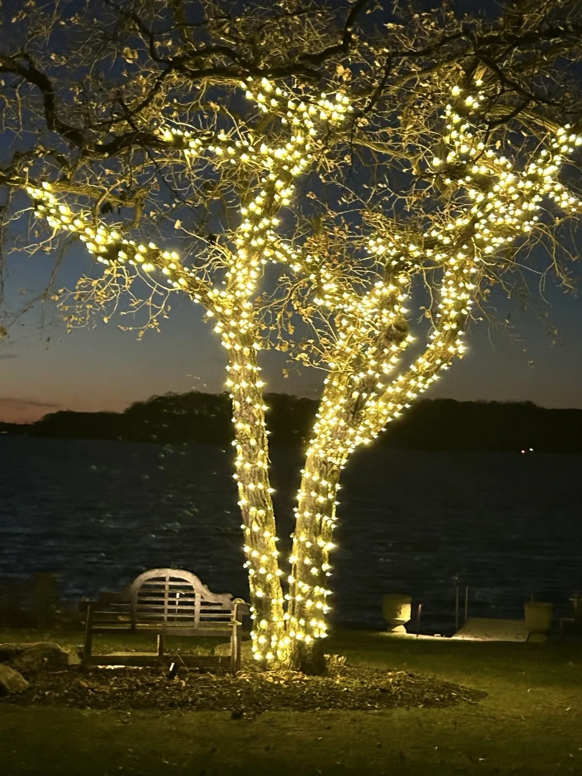 Trunk and branch wrapped lakeshore tree in warm white mini lights up to 16 feet, lit at dusk over the water