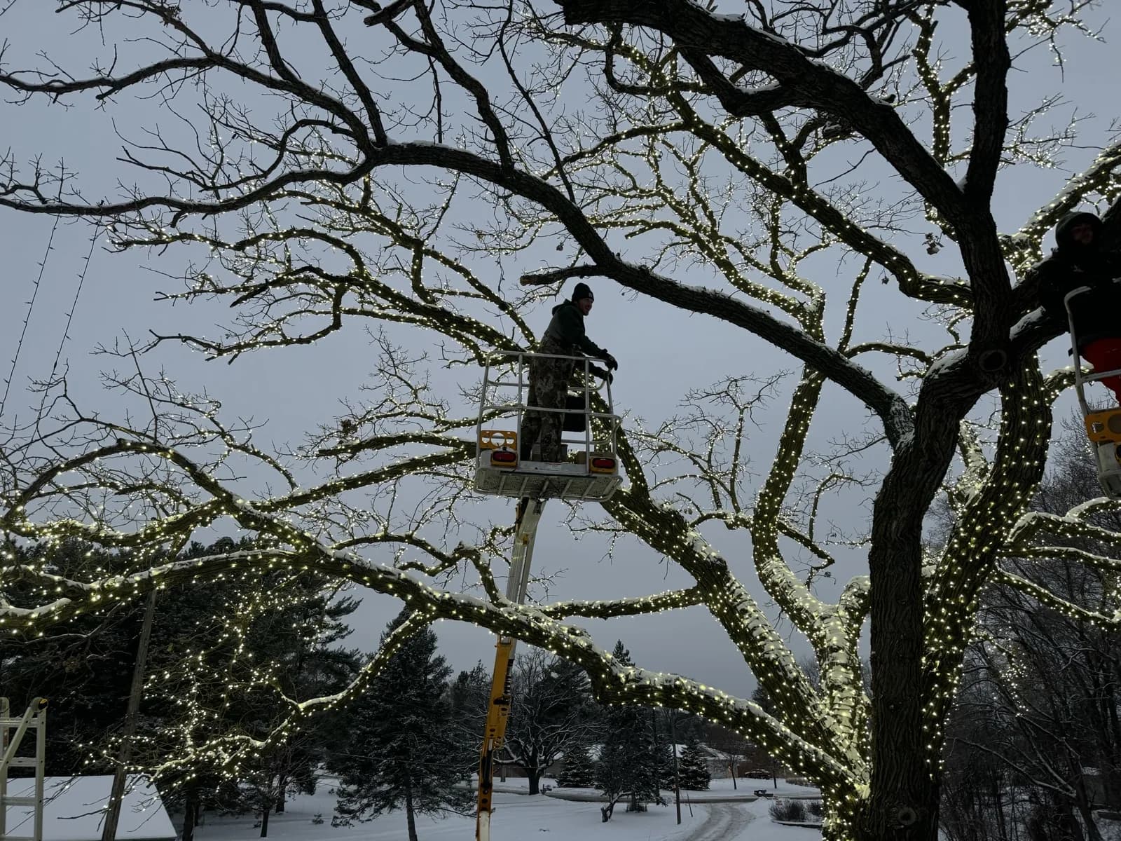 FCR technician in a bucket lift wrapping the upper branches of the Bloomington Lighted Oak in white LED mini lights