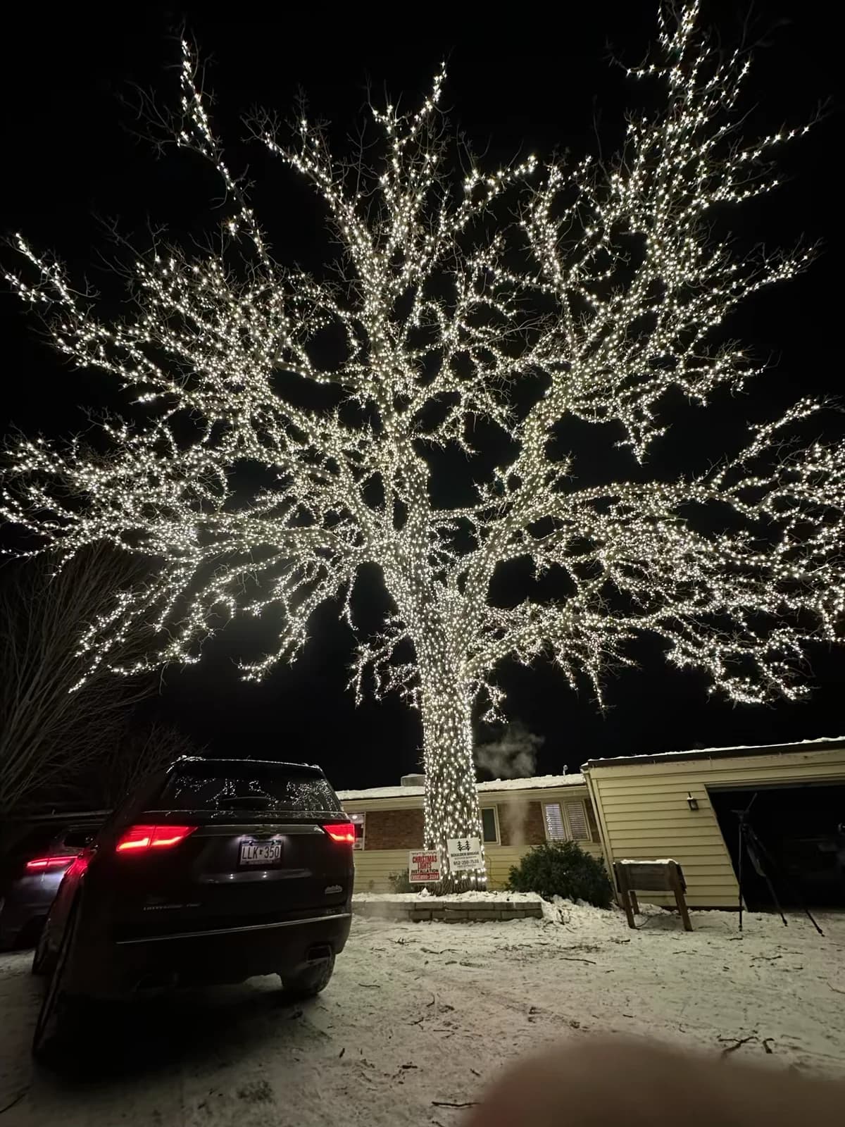 Bloomington's Lighted Oak — over 40,000 lights installed by FCR Cleaning, as seen on CBS News
